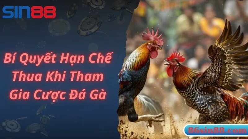 Kinh nghiệm hạn chế vấn đề cược đá gà trên mạng luôn thua