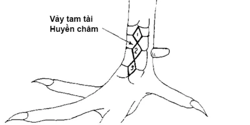 Những chú ý khi chọn gà có vảy huyền trâm