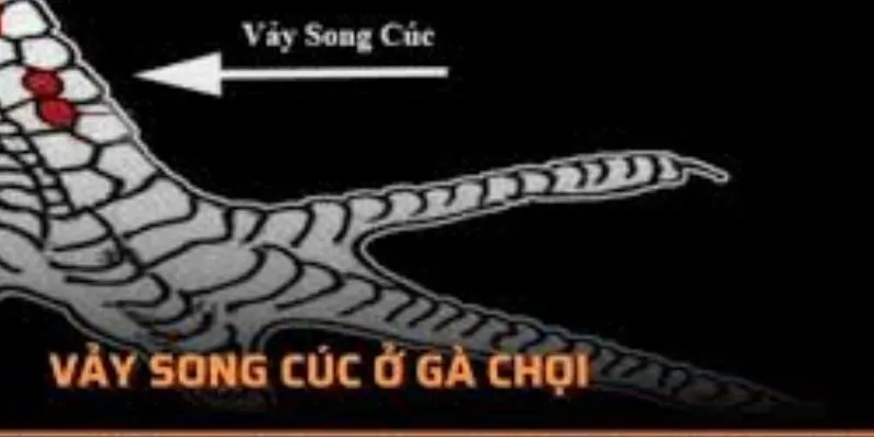 Vảy song cúc lựa chọn của sư kê trong trận chiến